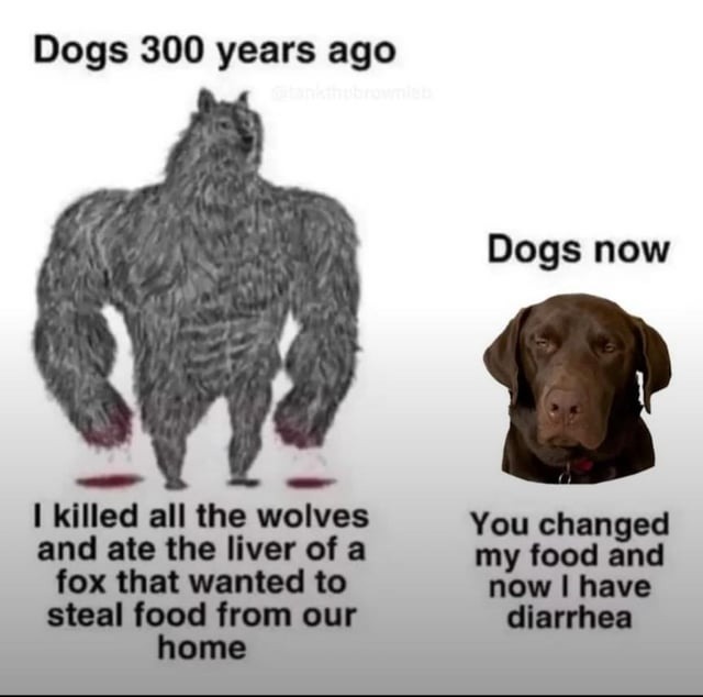 Dogs: from noble wolf hunters to stealing fries and having IBS - meme