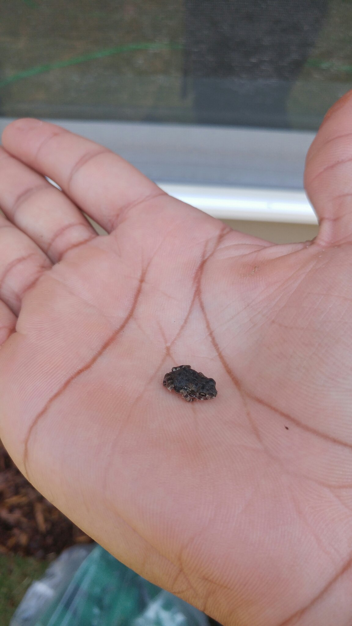 World's smallest frog - meme
