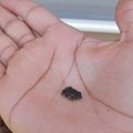 World's smallest frog