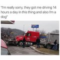 Dogs can't drive