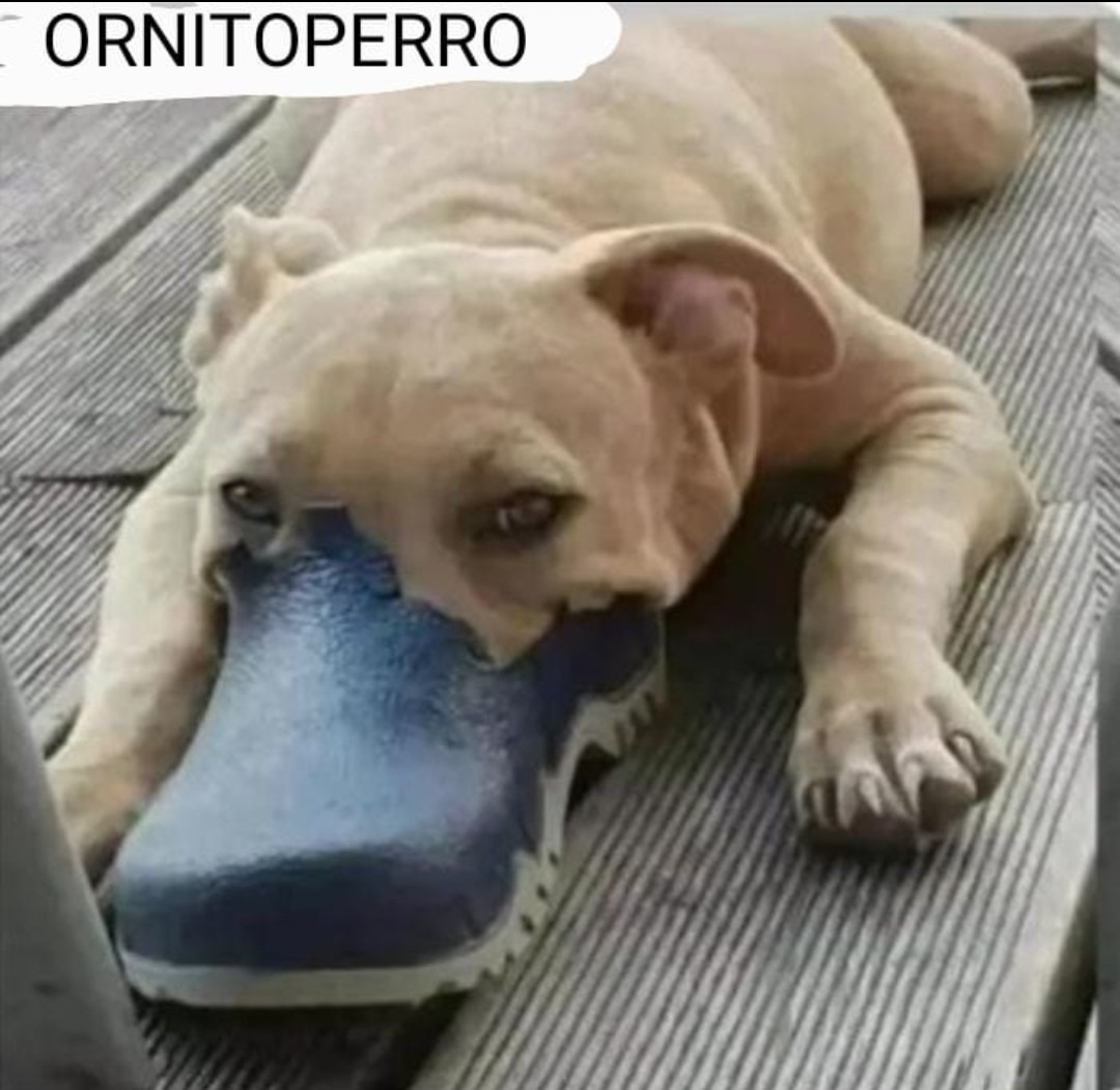 EL ORNITOPERRO NO EXIST... - meme