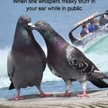 I took a picture of these birds and it came out looking like a meme template