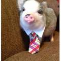 Mr.Pig has a new job.