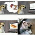 Dogho wants a hot dog
