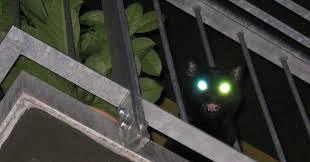 gato con luces led - meme