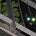 gato con luces led