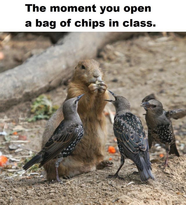The moment you open a bag of chips - meme