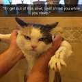 Why wash the cat, she will get dirty killing you anyway