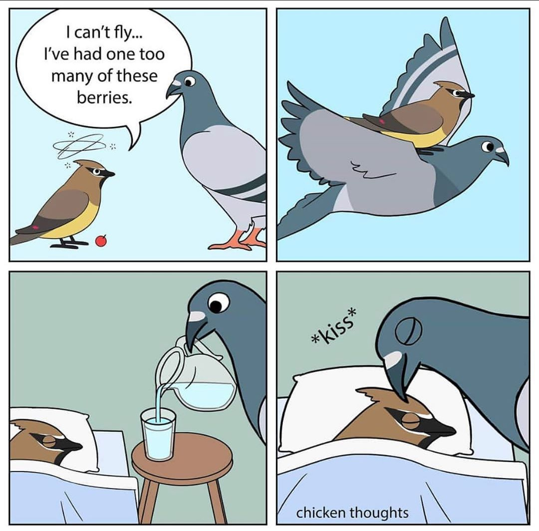 Annoying pigeon meme original song