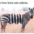 If a zebra is like this I will eat it whole #wildlifeconservation
