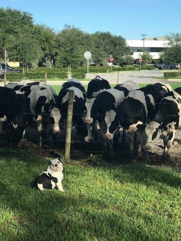 How did you get out there Mini-moo? - meme