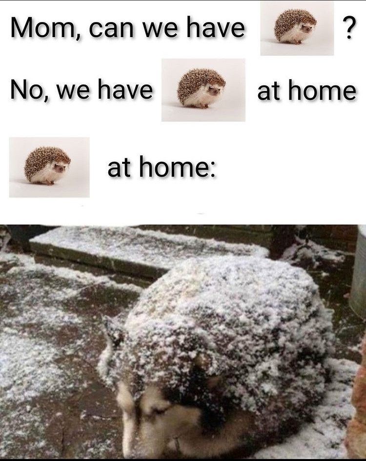 you thought it was hedgehog but it was doggo all along - meme