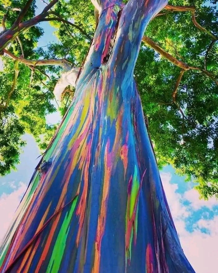 The Rainbow Tree eucalyptus, the most colorful tree on earth! - meme