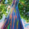 The Rainbow Tree eucalyptus, the most colorful tree on earth!
