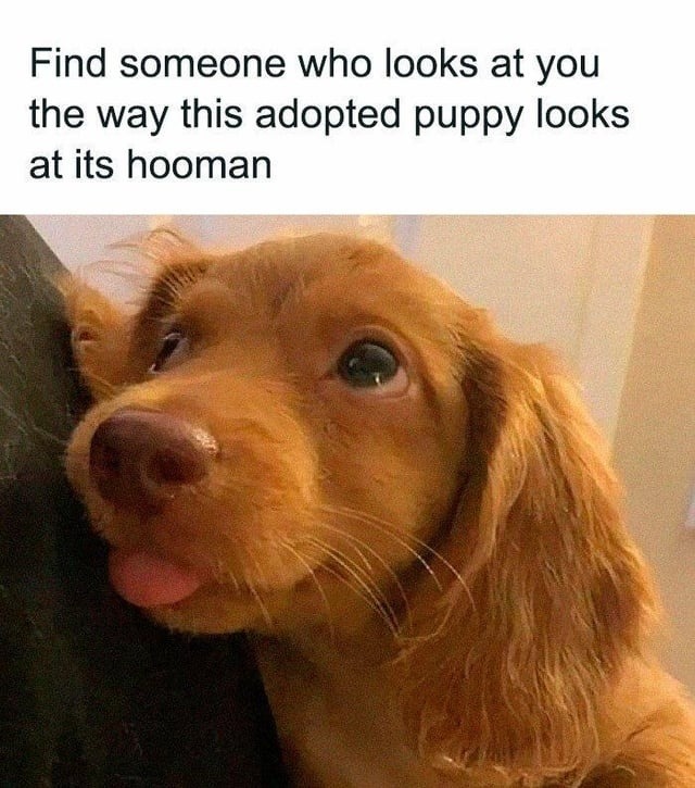 Find someone who looks at you like this pupper looks at his human - meme