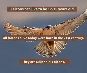 The best Millennial Falcon memes :) Memedroid