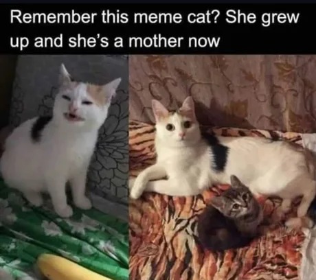 Meme cat is getting old