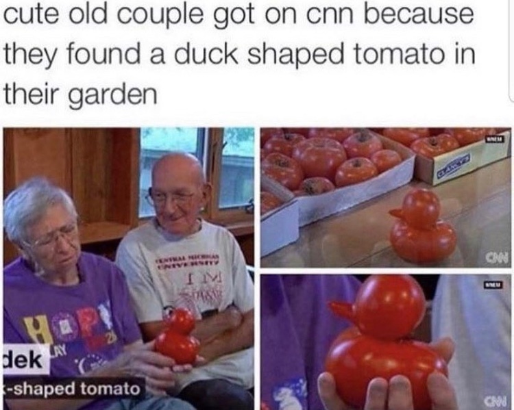 tomato duck - meme