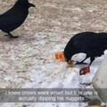 Crows are over smart