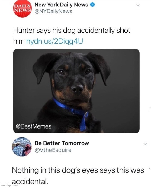 Dog accidentally shot a hunter - meme