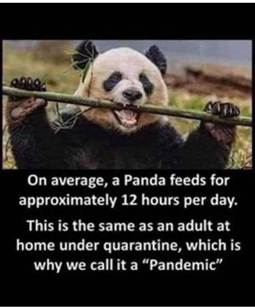 Oh my Panda.. - meme