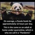 Oh my Panda..
