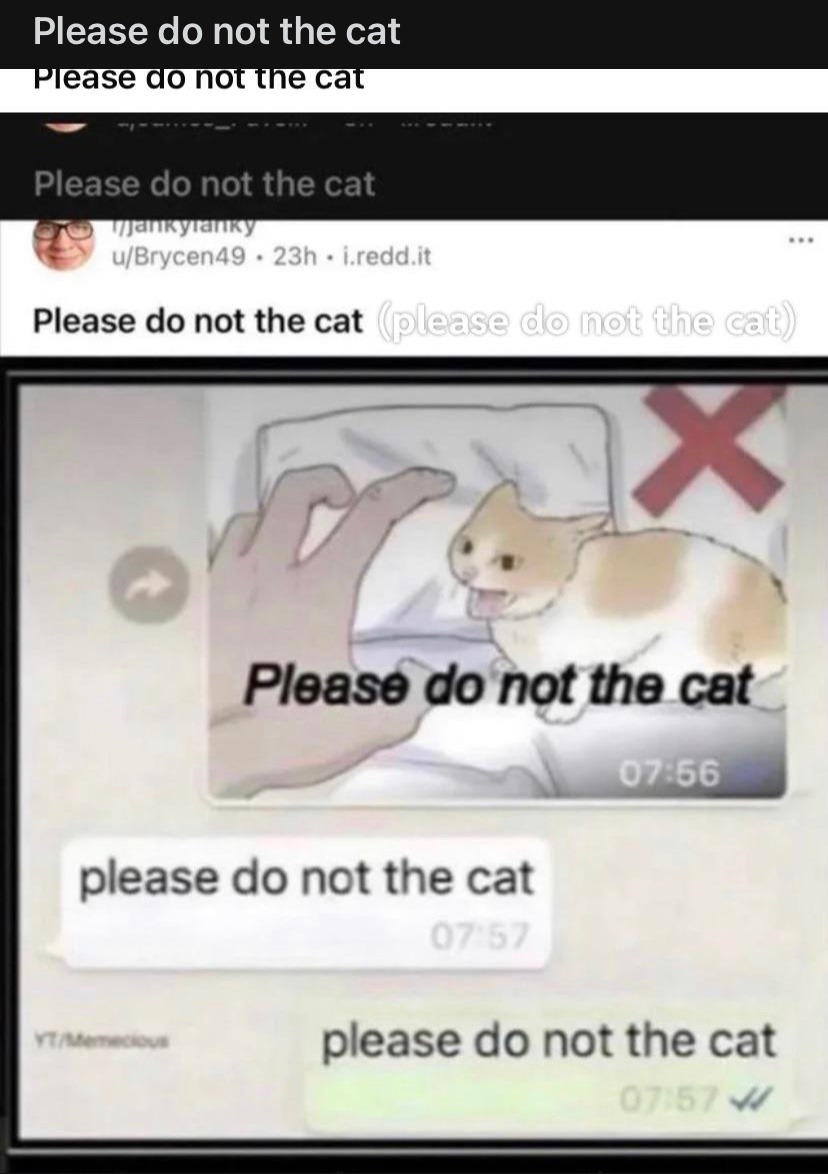 please do not the cat - meme