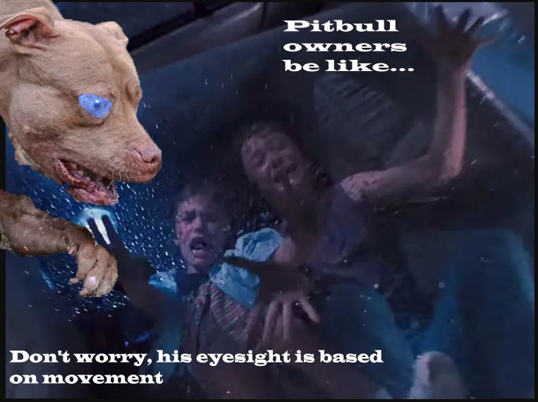 Pitbull Owners Be Like Don't Worry His Eyesight Is Based On Movement - meme