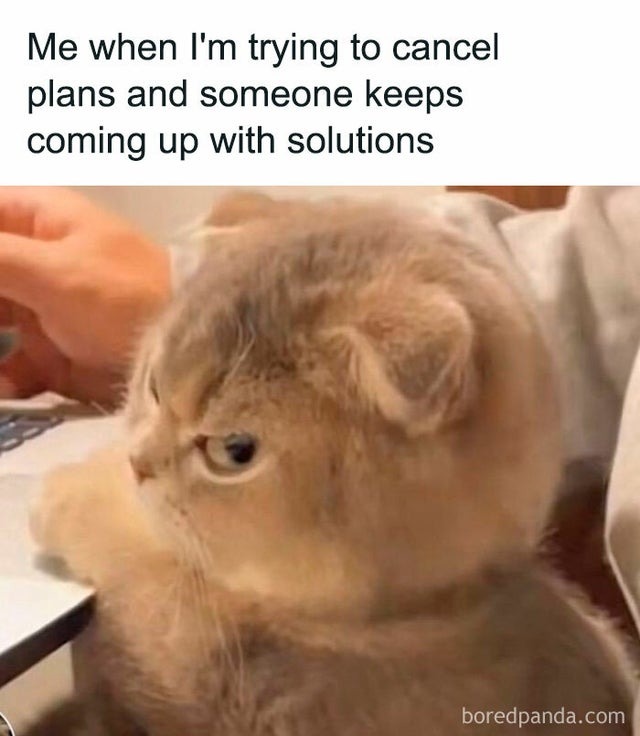 cats and plans meme