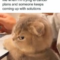 cats and plans meme