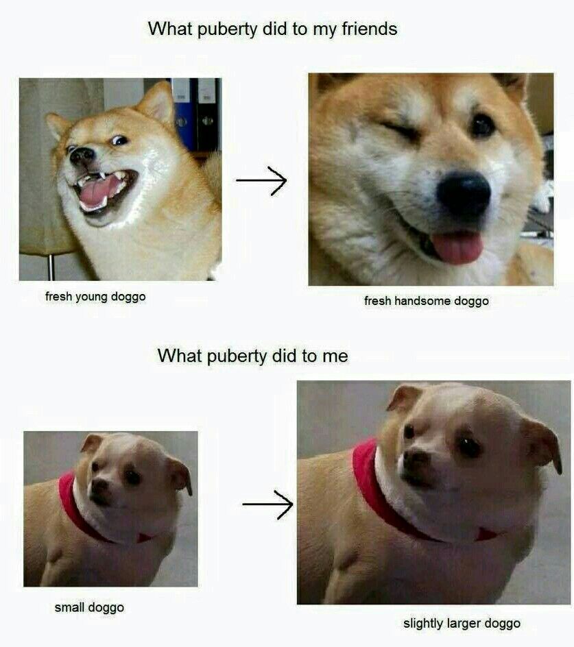 Depressed doggo - meme