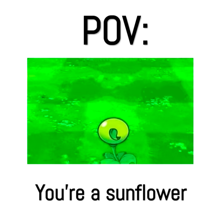 sunflower - meme