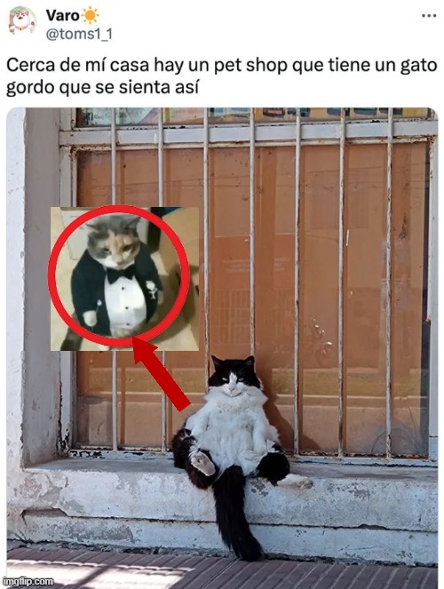El gato gordo mafioso - meme