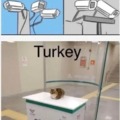 Turkish cats meme