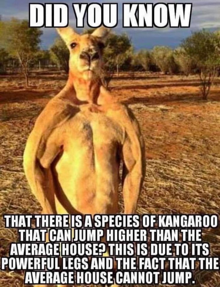 Kangaroo - meme