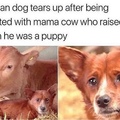 dog raised by cow