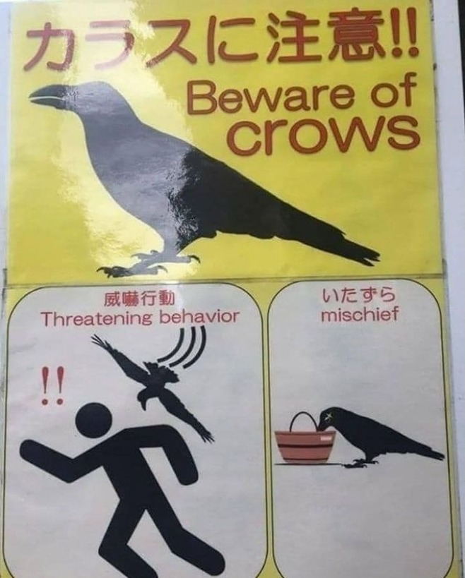 Dem f*cking crows!!! - meme