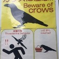 Dem f*cking crows!!!