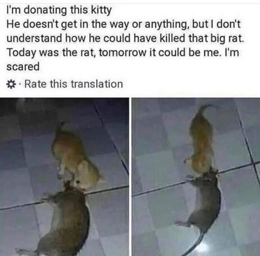 The rat - meme