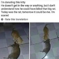 The rat