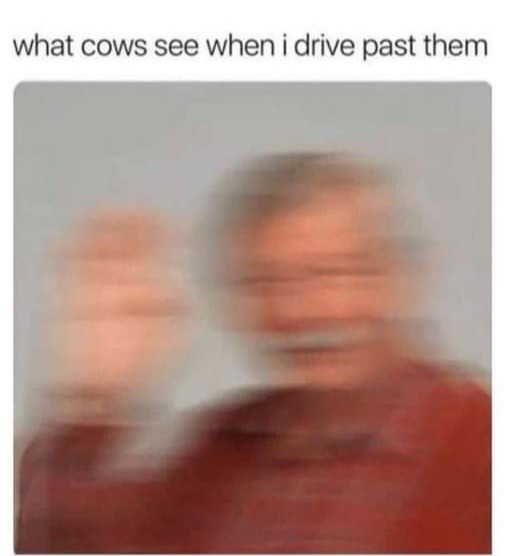 Hi cow - meme