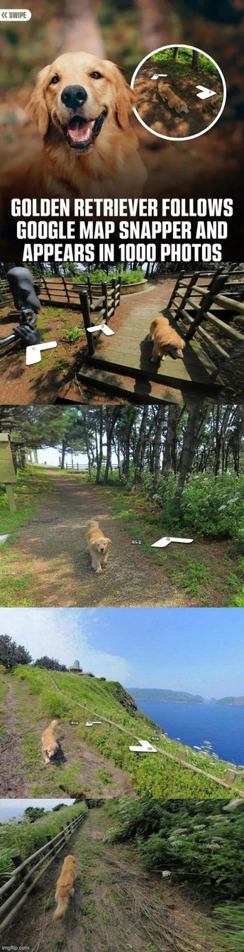 Golden retriever follows Google Map snapper and appears in 1000 photos - meme