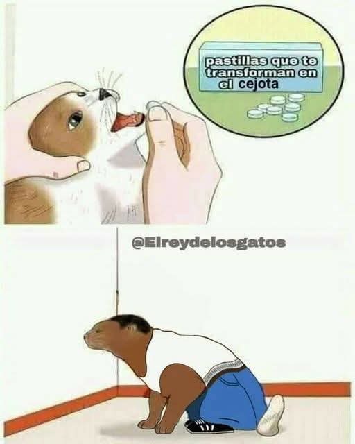Gato cejota - meme