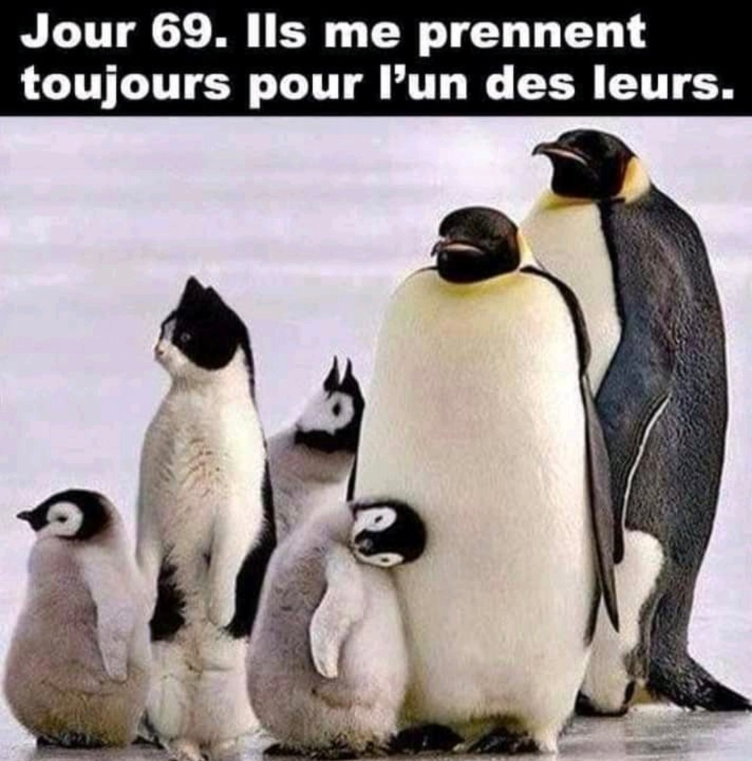 Jour 69. Ils pensent toujours que je suis des leurs - meme