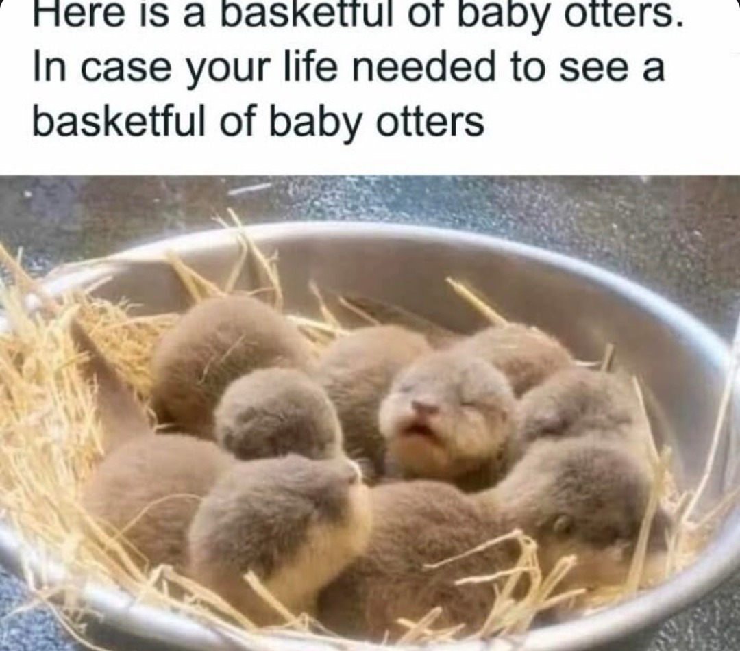 A basket of baby otters just dropped like a power-up - meme