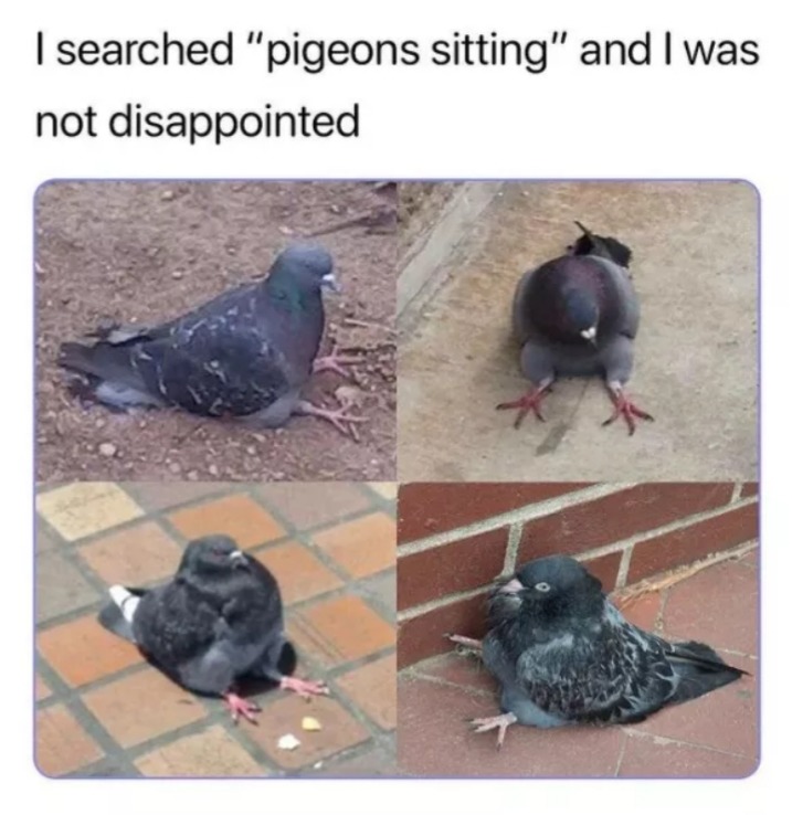 I did not know pigeons can do that looooool - meme