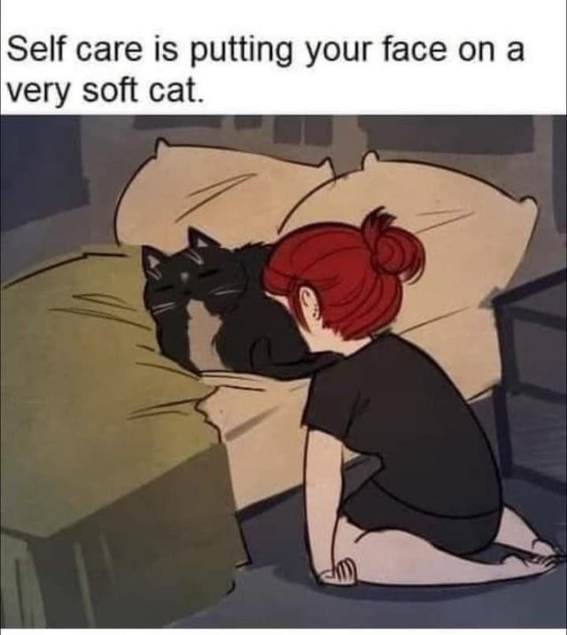 Soft cat therapy is real - meme