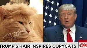 I would like to see a cat mimicking Biden's hairstyle. (This is for joke only.) - meme