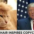I would like to see a cat mimicking Biden's hairstyle. (This is for joke only.)