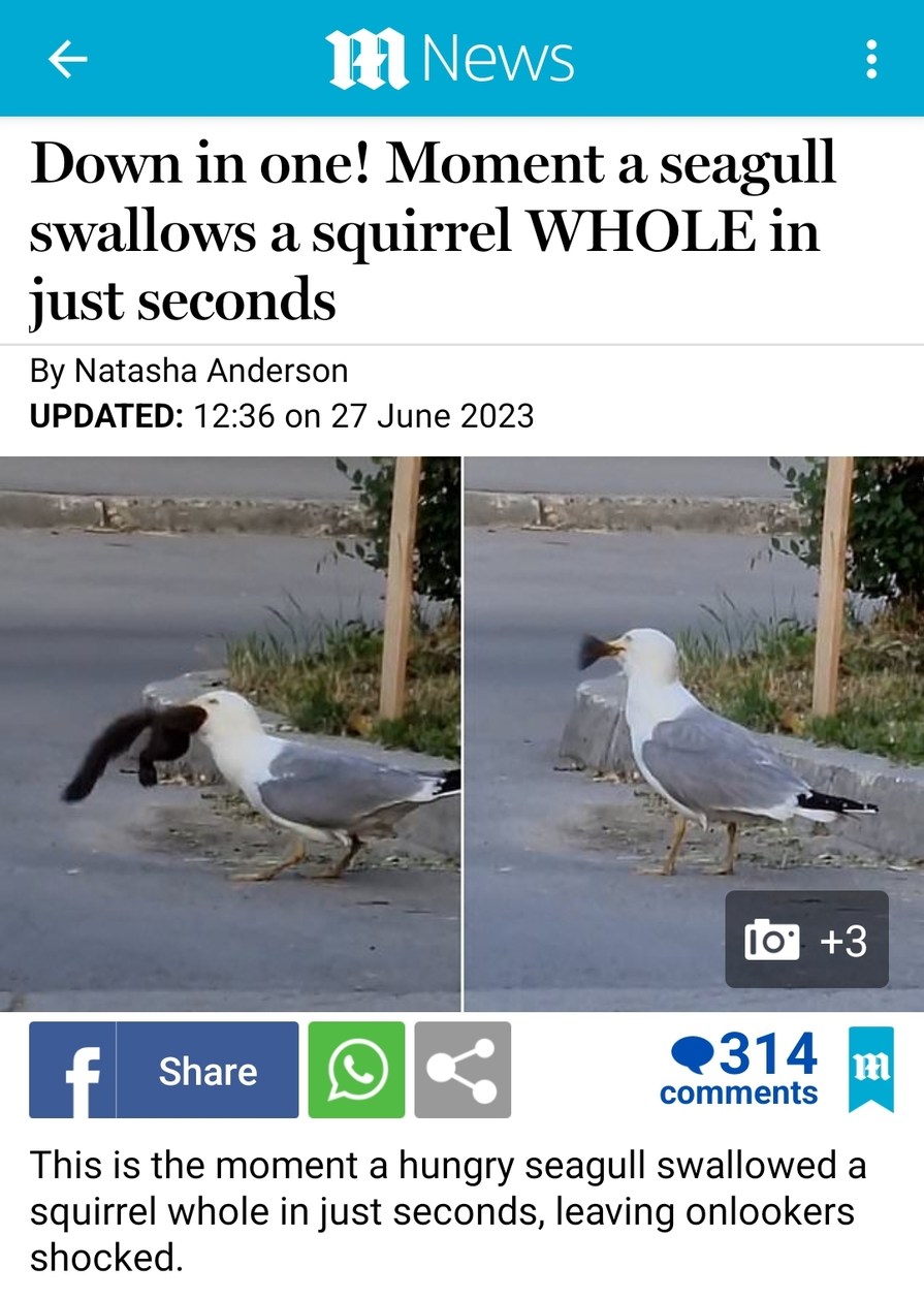 Seagulls are greedy little shits - meme